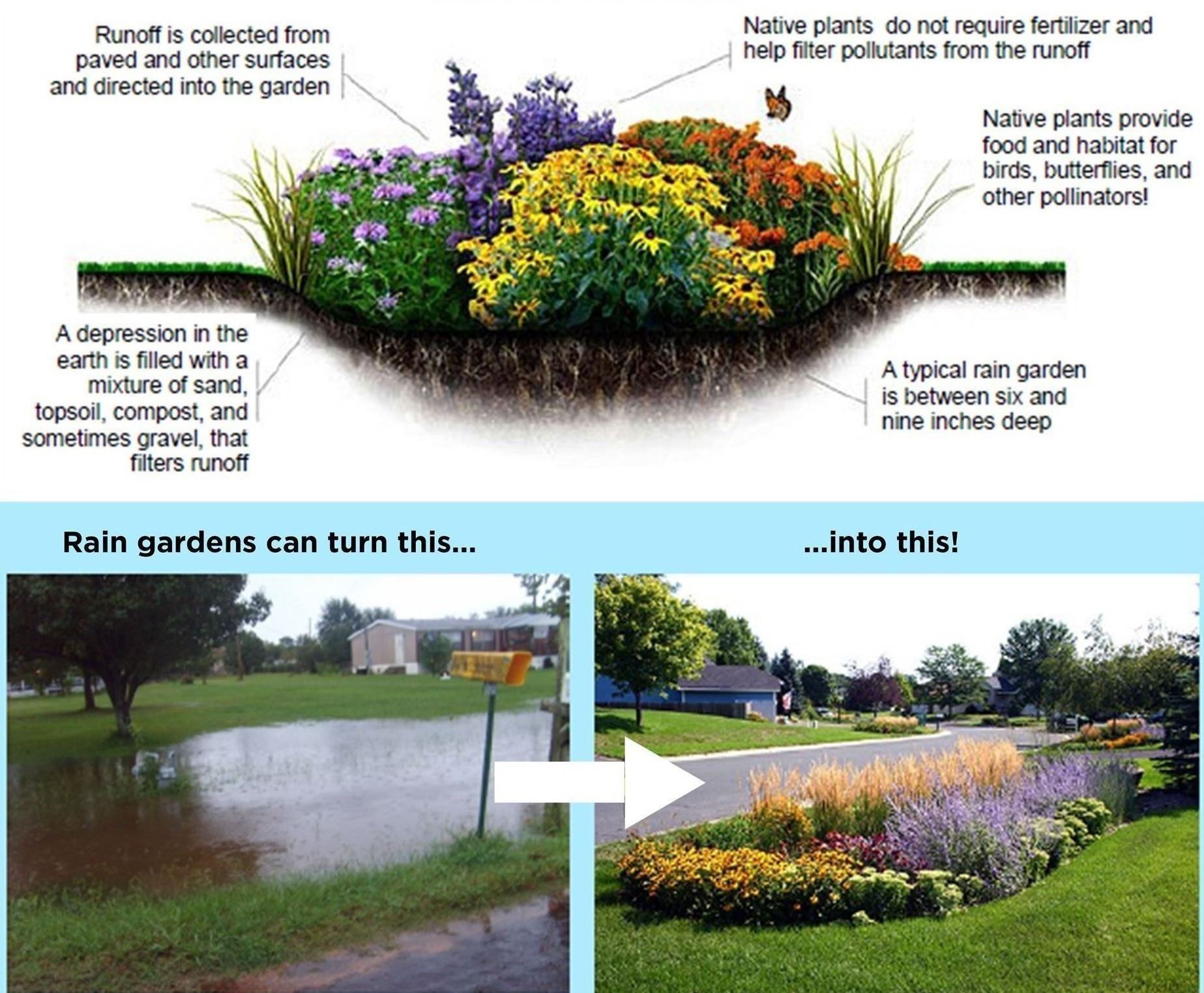 How Rain Gardens Work