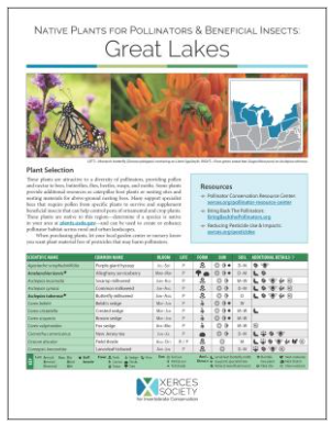 Native Plants for Polinators